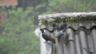 Bird, Stone, Latch, Fastener, Hole, Animal