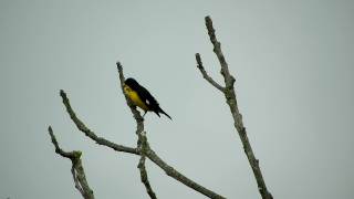 Bird, Toucan, Wildlife, Beak, Feather, Tree