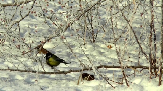 Bird, Tree, Branch, Wildlife, Wild, Feather