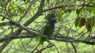 Bird, Tree, Indigo Bunting, Wildlife, Bunting, Finch