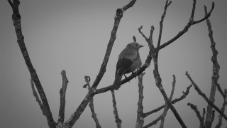 Bird, Tree, Jay, Branch, Wildlife, Feather