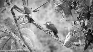 Bird, Tree, Wildlife, Branch, Hawk, Dove