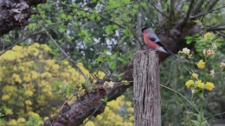 Bird, Vertebrate, Animal, Chordate, Wildlife, Feather