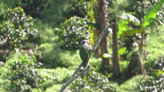 Bird, Vertebrate, Parrot, Animal, Macaw, Chordate