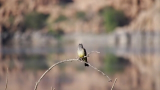 Bird, Warbler, Finch, Goldfinch, Wildlife, Beak