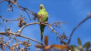 Bird, Warbler, Tree, Bee Eater, Branch, Wildlife