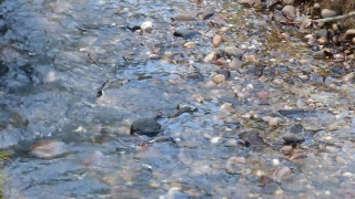 Bird, Water, Coot, River, Wading Bird, Sea