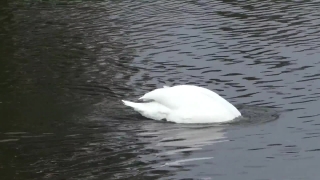 Bird, Water, Iceberg, Ptarmigan, Sea, Grouse