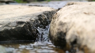 Bird, Water, Rock, Stone, River, Sea