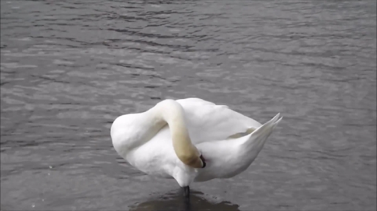 Bird, Water, Wildlife, Feather, Sea, Gull