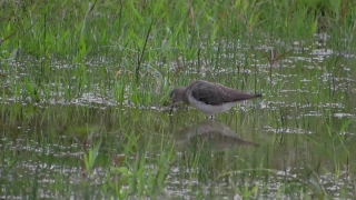 Bird, Water, Wildlife, Lake, Wild, Shorebird