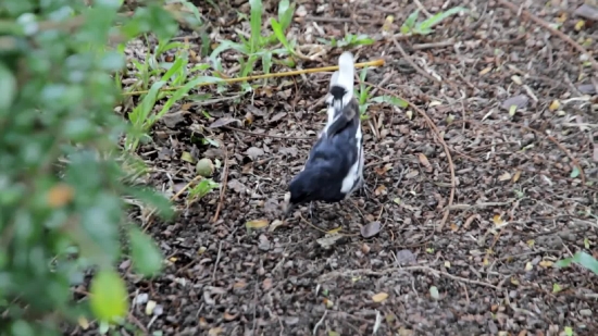Bird, Wildlife, Animal, Wild, Hen, Beak