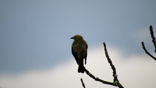 Bird, Wildlife, Beak, Feather, Wing, Wild