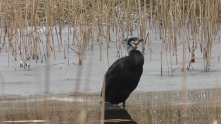 Bird, Wildlife, Beak, Menagerie, Critter, Wild