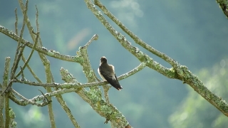 Bird, Wildlife, Dove, Feather, Warbler, Sparrow