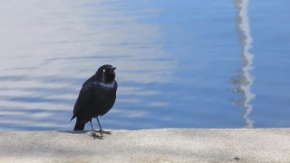 Bird, Wildlife, Feather, Wild, Beak, Magpie