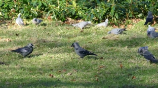 Bird, Wildlife, Jay, Wild, Quail, Beak