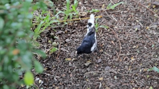Bird, Wildlife, Kitten, Animal, Wild, Bunny