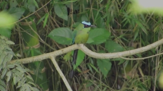 Bird, Wildlife, Toucan, Beak, Wild, Tree