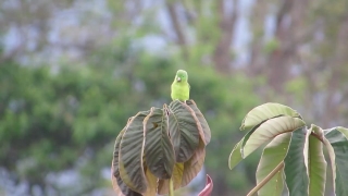 Bird, Wildlife, Tree, Vascular Plant, Plant, Animal