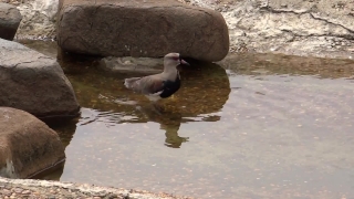 Bird, Wildlife, Water, Seabird, Aquatic Bird, Lake