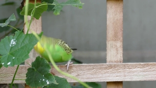 Bird, Woodpecker, Plant, Vertebrate, Leaf, Wildlife