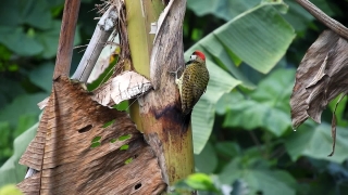 Bird, Woodpecker, Tree, Wildlife, Animal, Beak