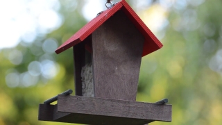 Birdhouse, Shelter, Protective Covering, Bird Feeder, House, Device