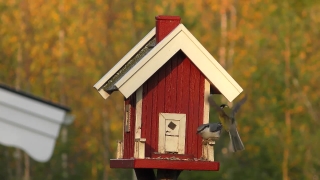 Birdhouse, Shelter, Protective Covering, House, Architecture, Building