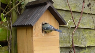 Birdhouse, Shelter, Protective Covering, House, Bird Feeder, Device