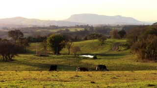 Bison, Ranch, Landscape, Field, Hay, Meadow