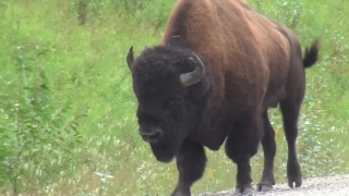 Bison, Ruminant, Bull, Cow, Ungulate, Cattle