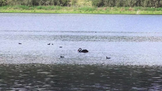 Black Swan, Aquatic Bird, Bird, Swan, Water, Lake