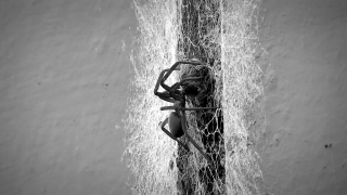 Black Widow, Spider, Old, Wall, Texture, Wood