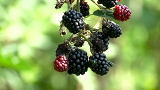 Blackberry, Berry, Edible Fruit, Fruit, Sweet, Berries