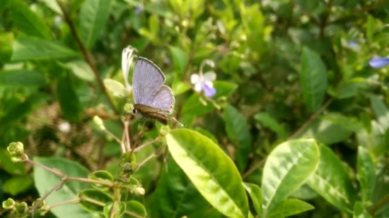 Blue, Plant, Insect, Butterfly, Herb, Garden