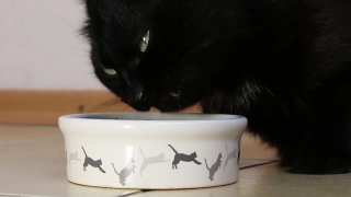 Bowl, Vessel, Cup, Container, Cat, Kitten