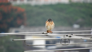 Brambling, Finch, Bird, Sparrow, Feather, Wildlife