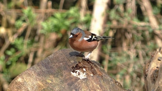 Brambling, Finch, Bird, Wildlife, Feather, Beak