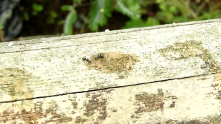 Brick, Wall, Old, Building Material, Rough, Ant
