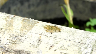 Brick, Wall, Old, Texture, Grunge, Dirty