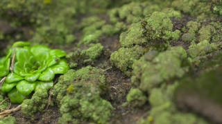 Broccoli, Vegetable, Produce, Food, Healthy, Fresh