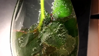 Broccoli, Vegetable, Water, Fresh, Produce, Food
