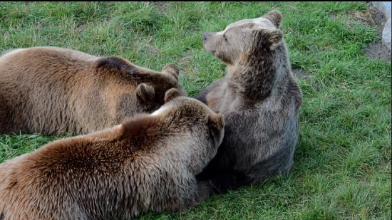 Brown Bear, Bear, Mammal, Wild, Wildlife, Fur