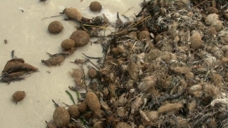 Brown, Food, Ground, Close, Texture, Natural