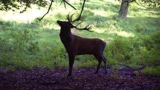 Buck, Deer, Mammal, Placental, Caribou, Wildlife