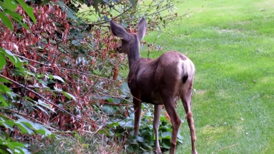 Buck, Mammal, Deer, Placental, Wildlife, Vertebrate