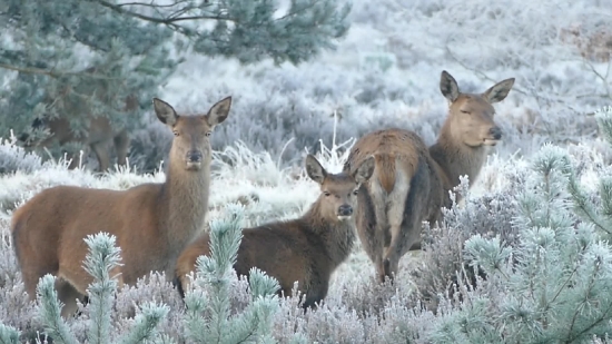 Buck, Placental, Mammal, Deer, Wildlife, Animal