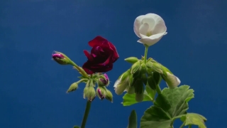 Bud, Flower, Petal, Plant, Blossom, Vascular Plant
