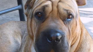 Bull Mastiff, Dog, Canine, Domestic Animal, Pet, Breed